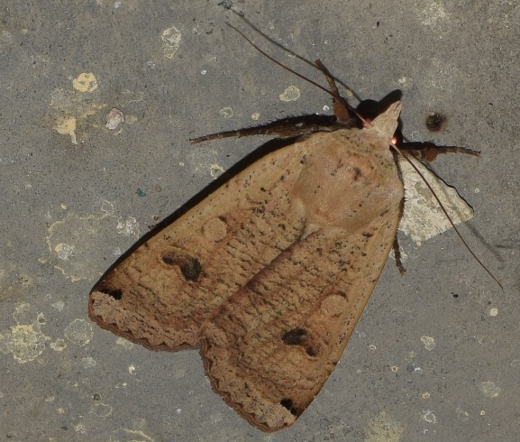 Noctua pronuba (Noctuidae)? S